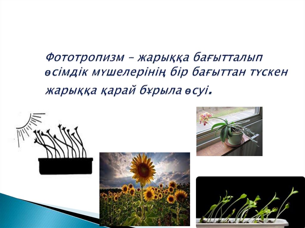 Фототропизм – жарыққа бағытталып өсімдік мүшелерінің бір бағыттан түскен жарыққа қарай бұрыла өсуі.