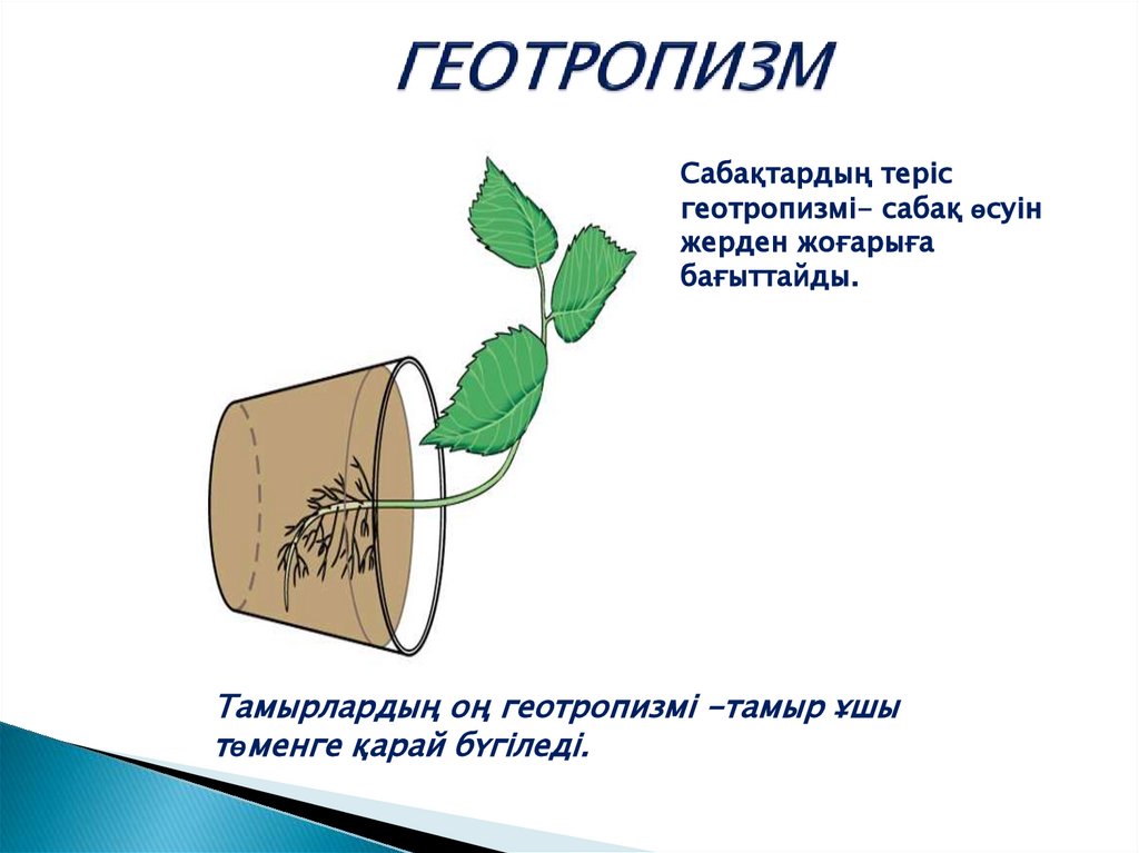 ГЕОТРОПИЗМ