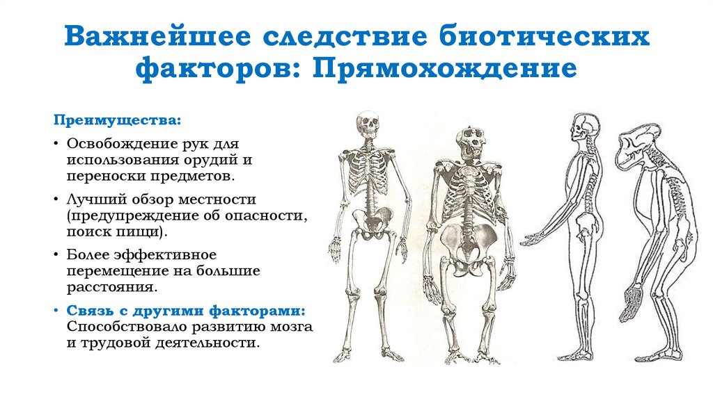 Важнейшее следствие биотических факторов: Прямохождение