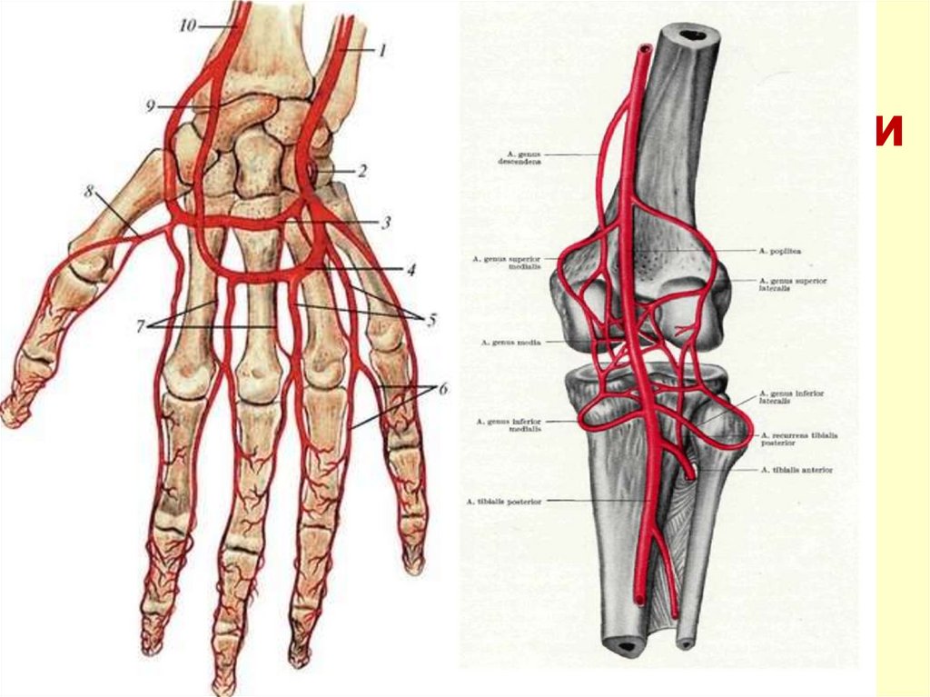 10. Анастамозы и коллатерали (механизм безопасности!)