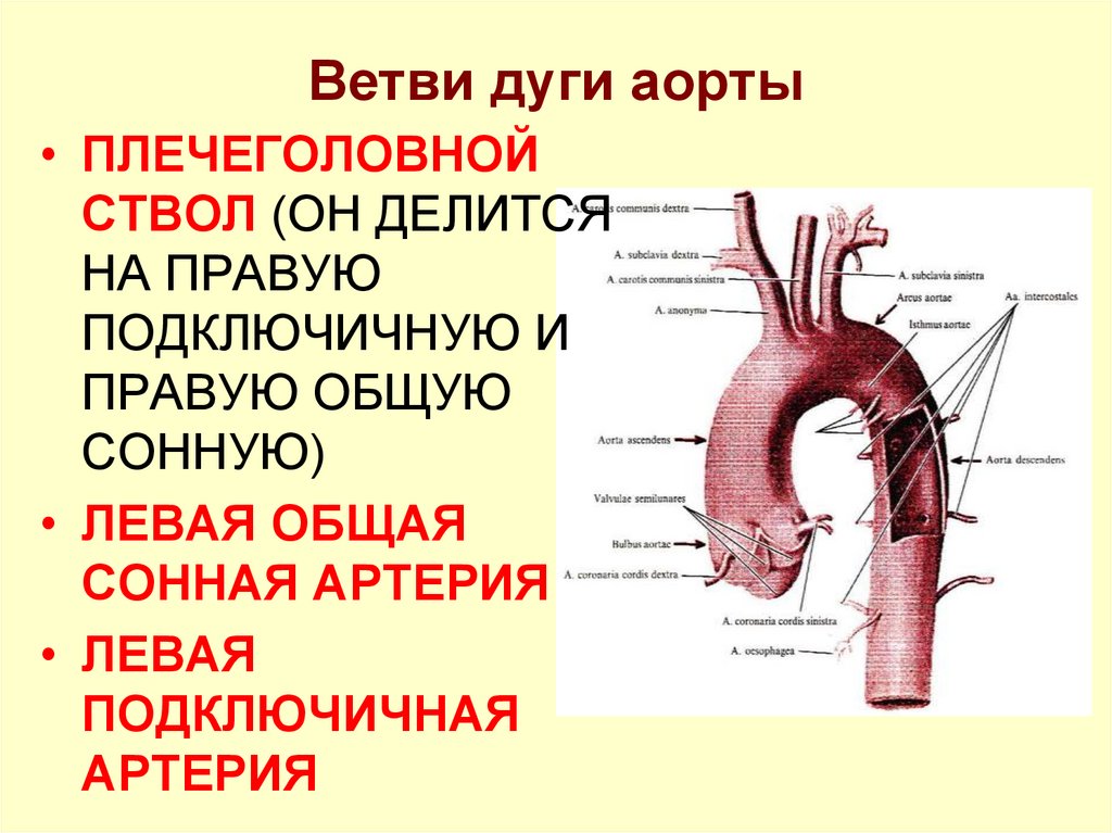 Ветви дуги аорты