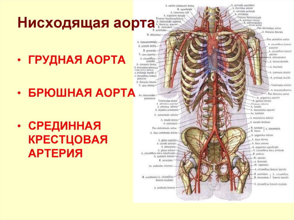 Нисходящая аорта