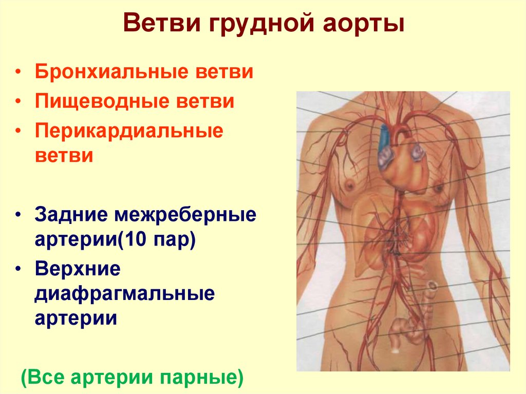 Ветви грудной аорты
