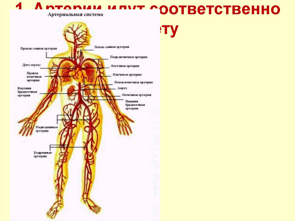 1. Артерии идут соответственно скелету