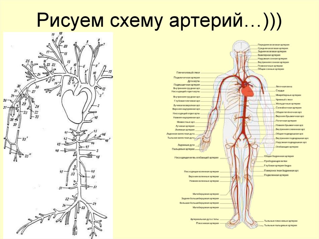 Рисуем схему артерий…)))