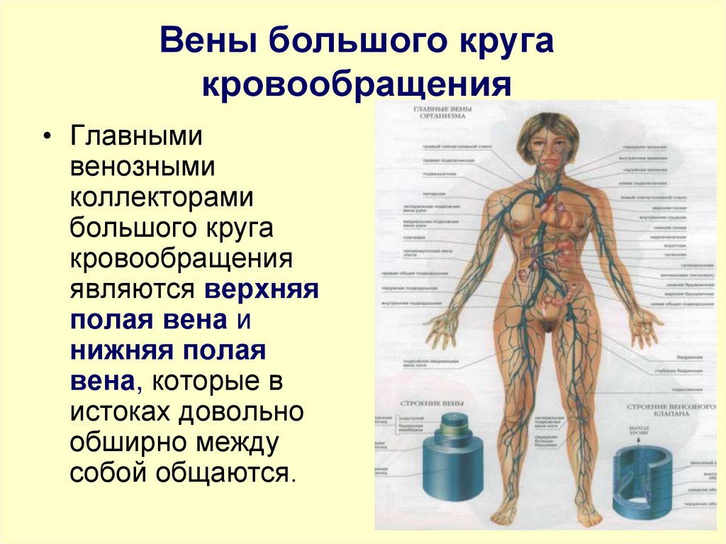 Вены большого круга кровообращения