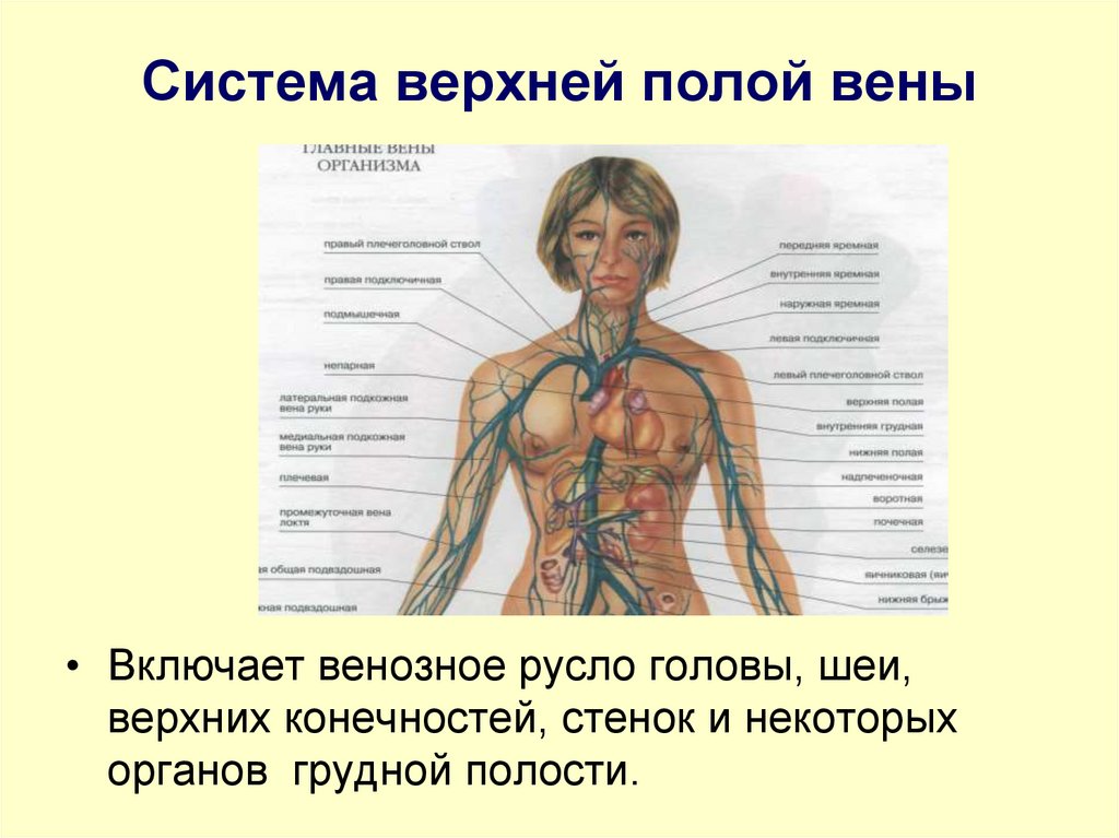Система верхней полой вены
