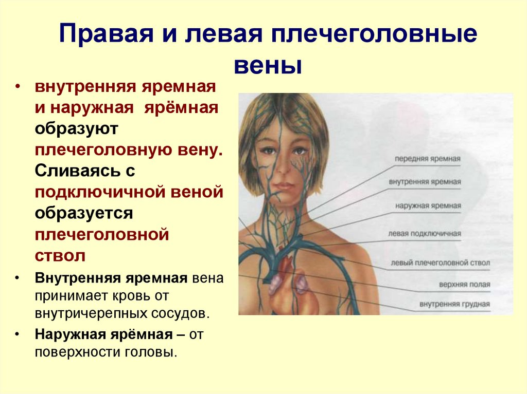 Правая и левая плечеголовные вены