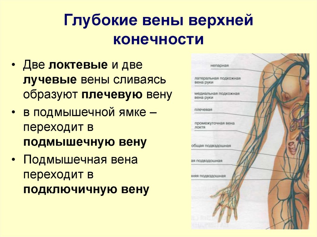 Глубокие вены верхней конечности