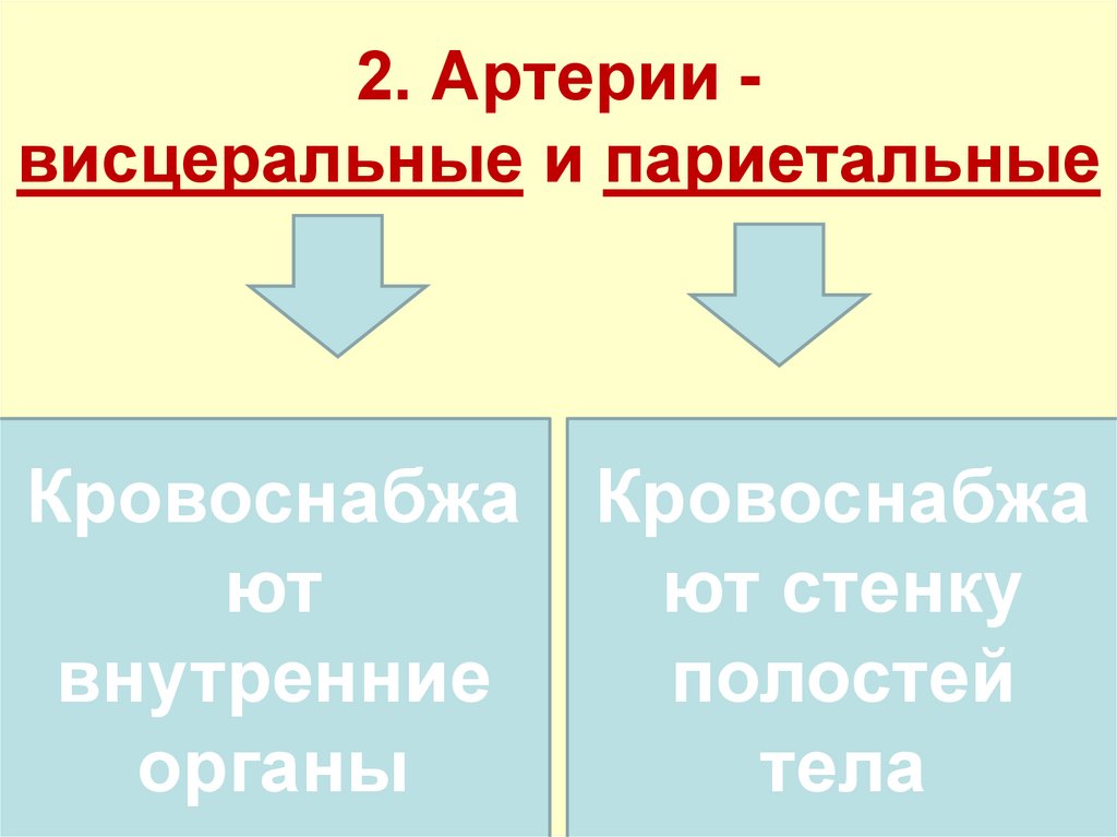 2. Артерии - висцеральные и париетальные
