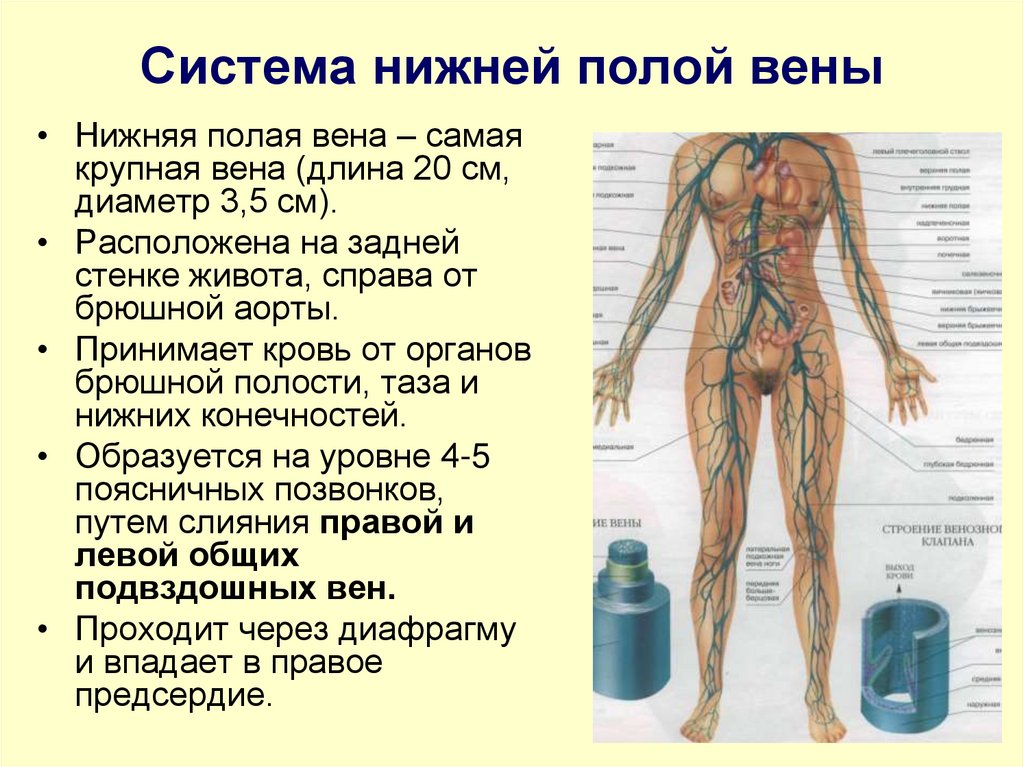 Система нижней полой вены