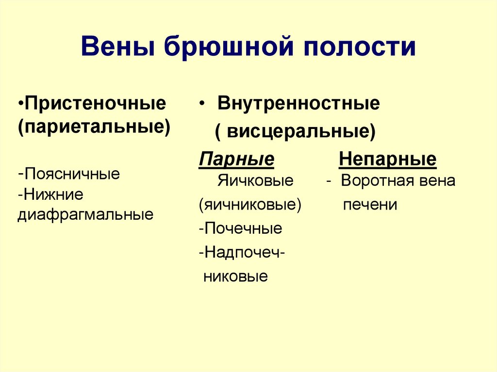 Вены брюшной полости