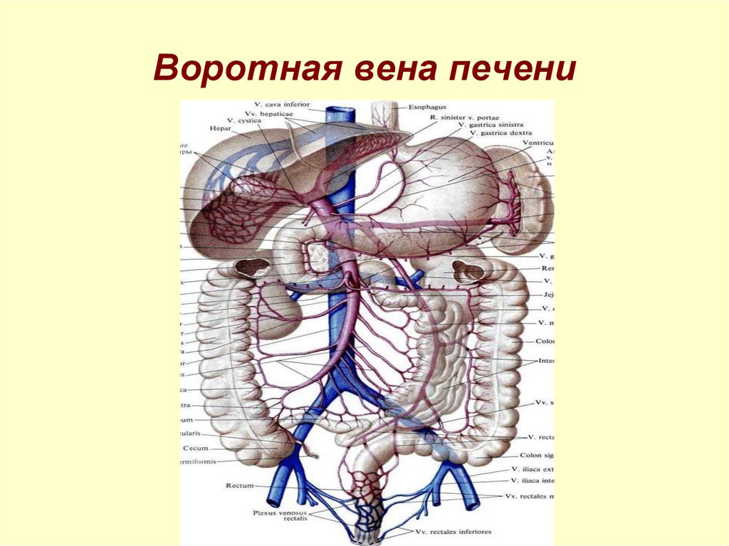 Воротная вена печени