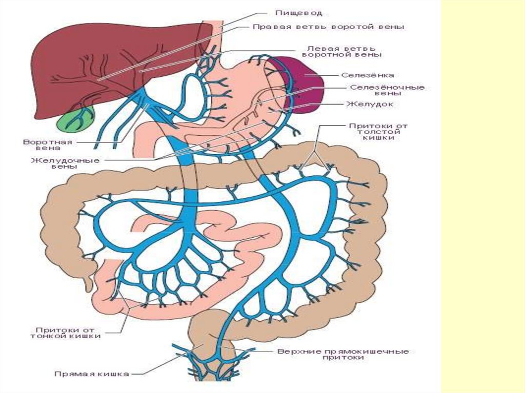 Воротная вена печени