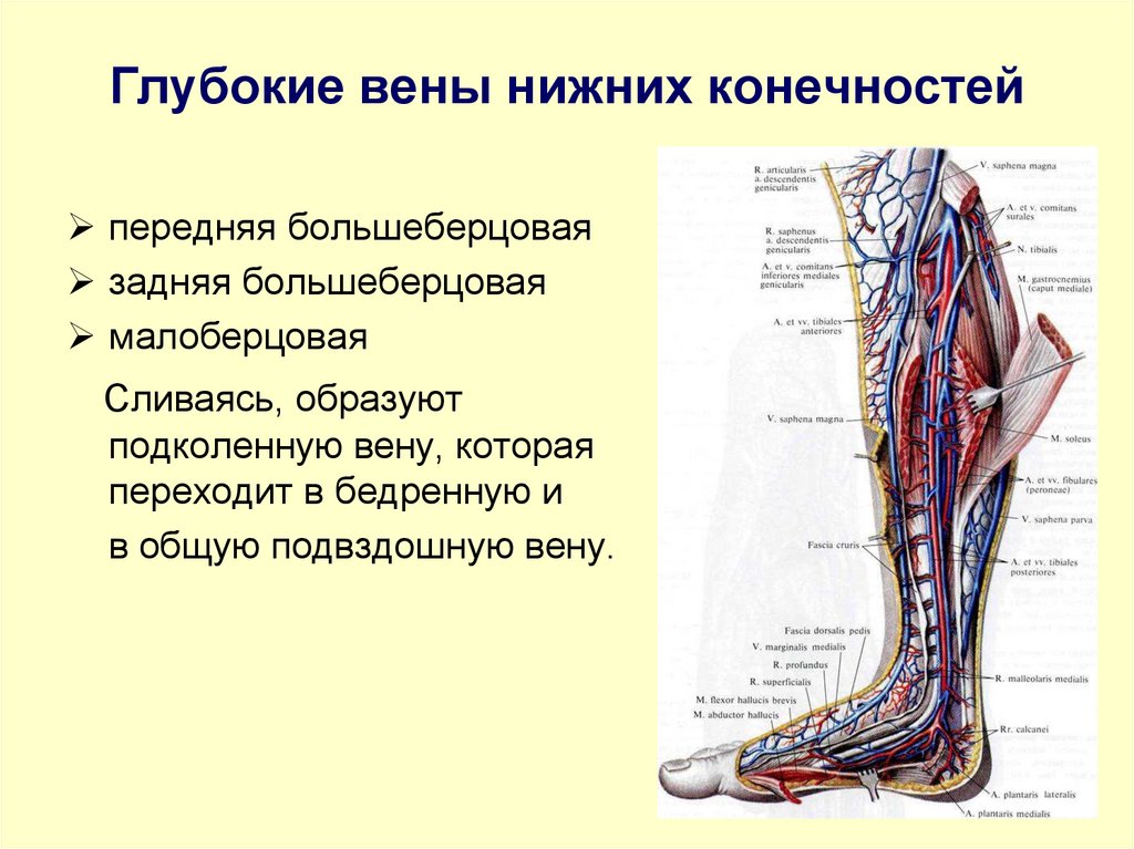 Глубокие вены нижних конечностей