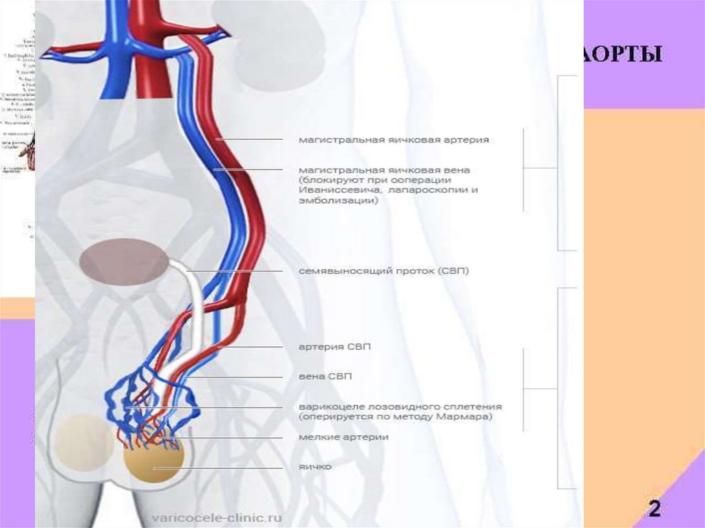3. Артерии идут к органу по кратчайшему пути