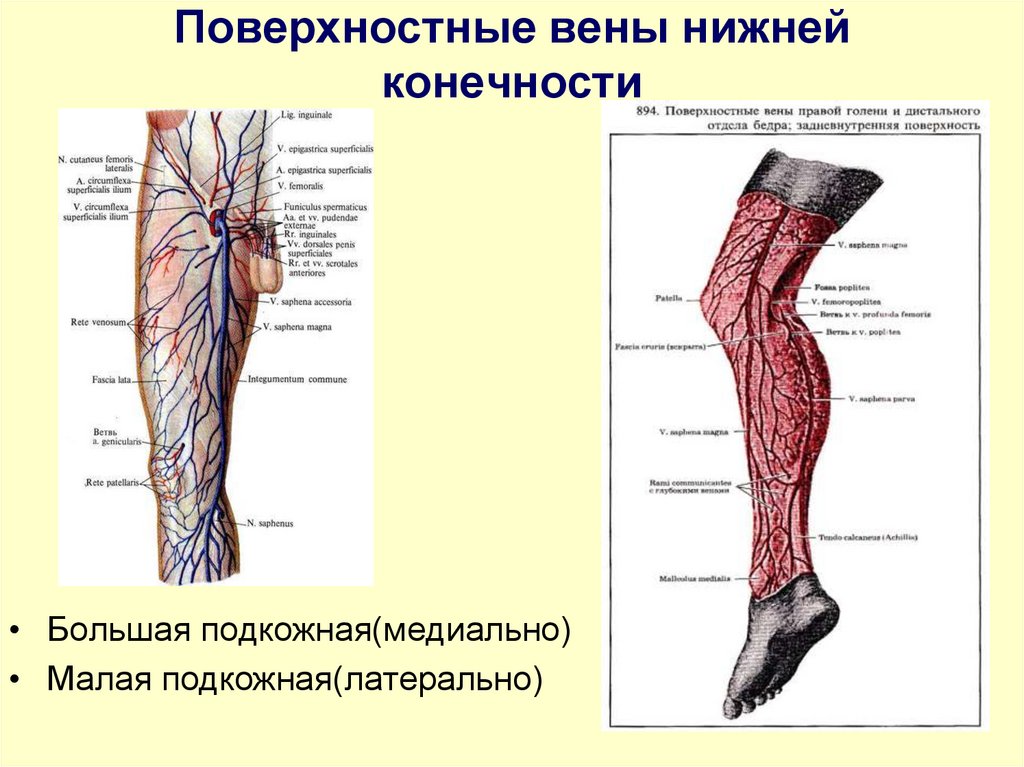 Поверхностные вены нижней конечности