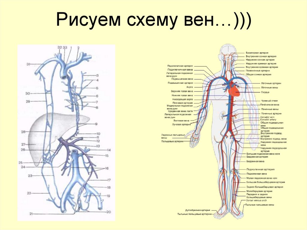 Рисуем схему вен…)))
