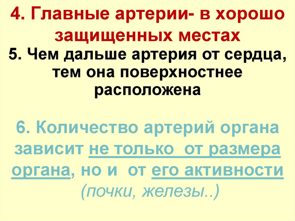 4. Главные артерии- в хорошо защищенных местах