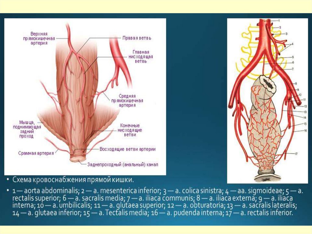 8. В органах дольчатого строения артерия входит в ворота и расходится соответственно сегментам, долям, долькам В полых органах-