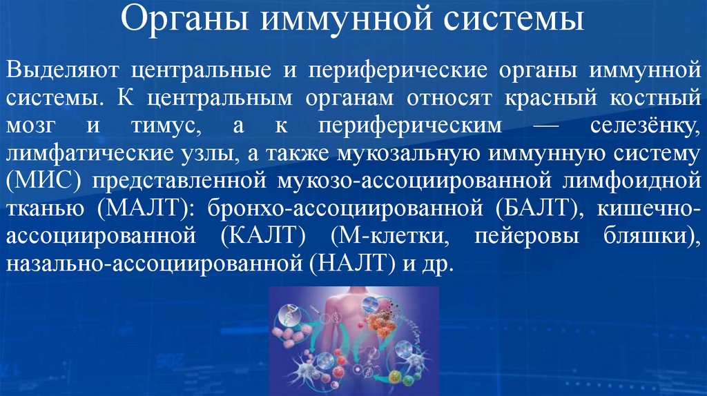 Органы иммунной системы