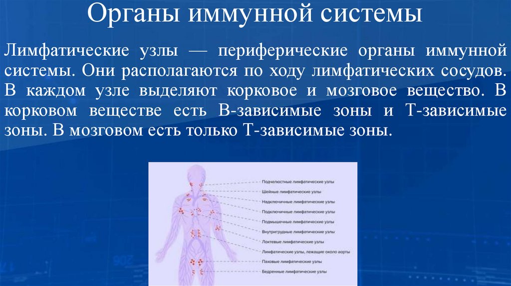 Органы иммунной системы