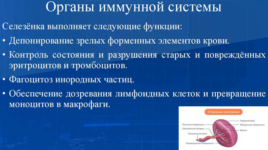 Органы иммунной системы