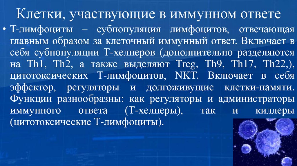 Клетки, участвующие в иммунном ответе