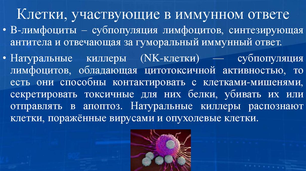 Клетки, участвующие в иммунном ответе