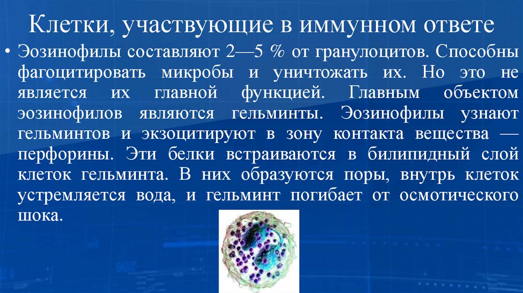 Клетки, участвующие в иммунном ответе