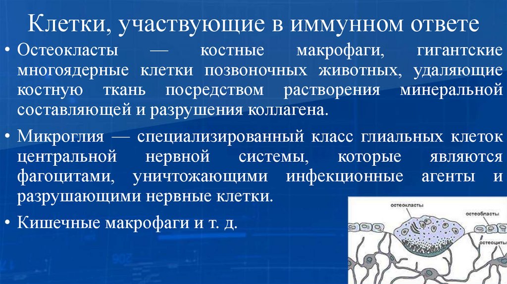 Клетки, участвующие в иммунном ответе