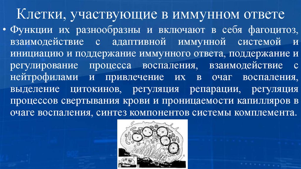 Клетки, участвующие в иммунном ответе