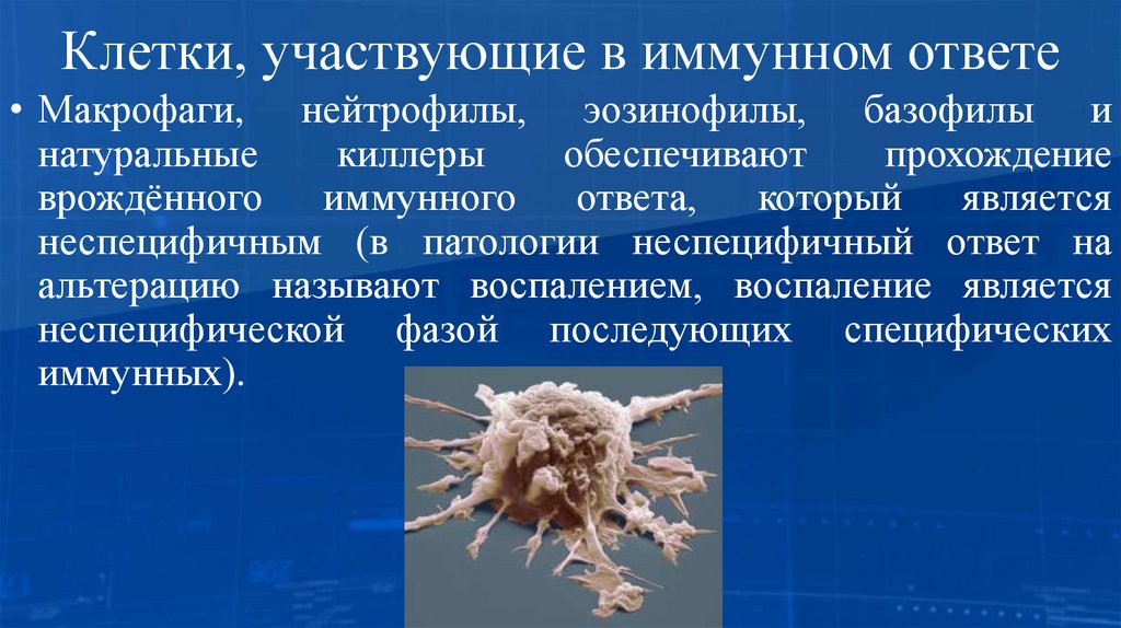 Клетки, участвующие в иммунном ответе