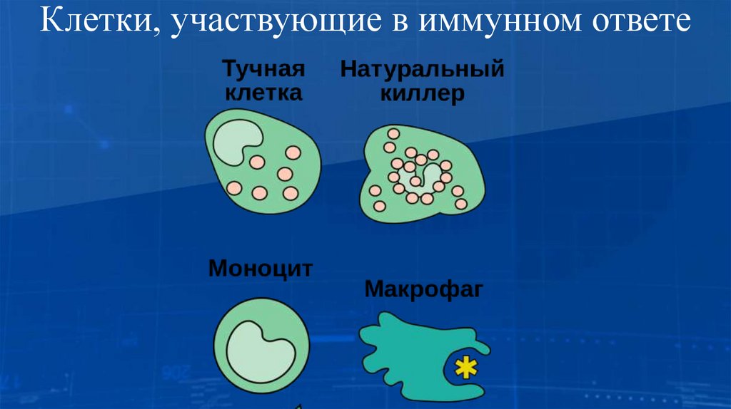 Клетки, участвующие в иммунном ответе