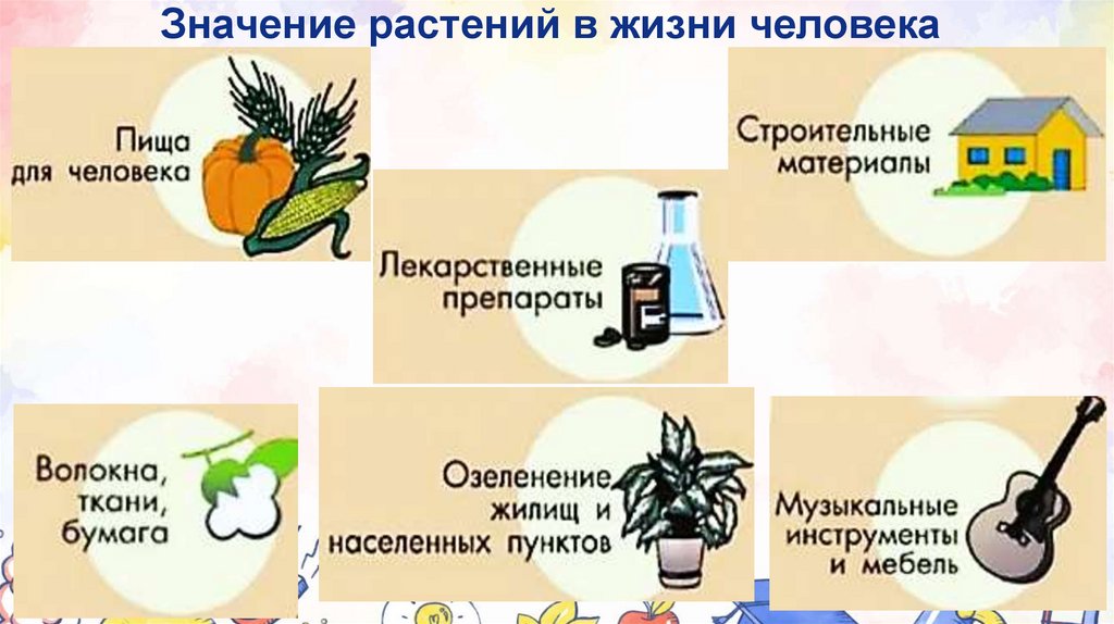 Значение растений в жизни человека