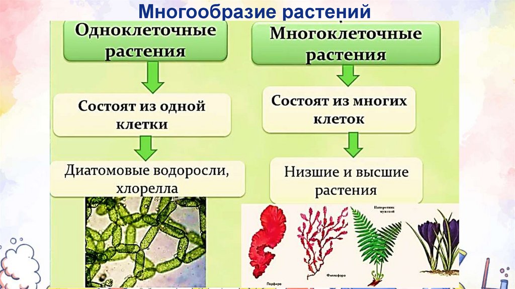 Многообразие растений