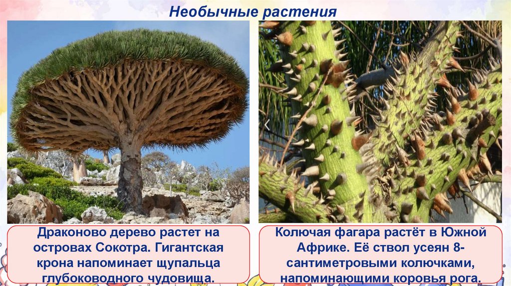 Необычные растения