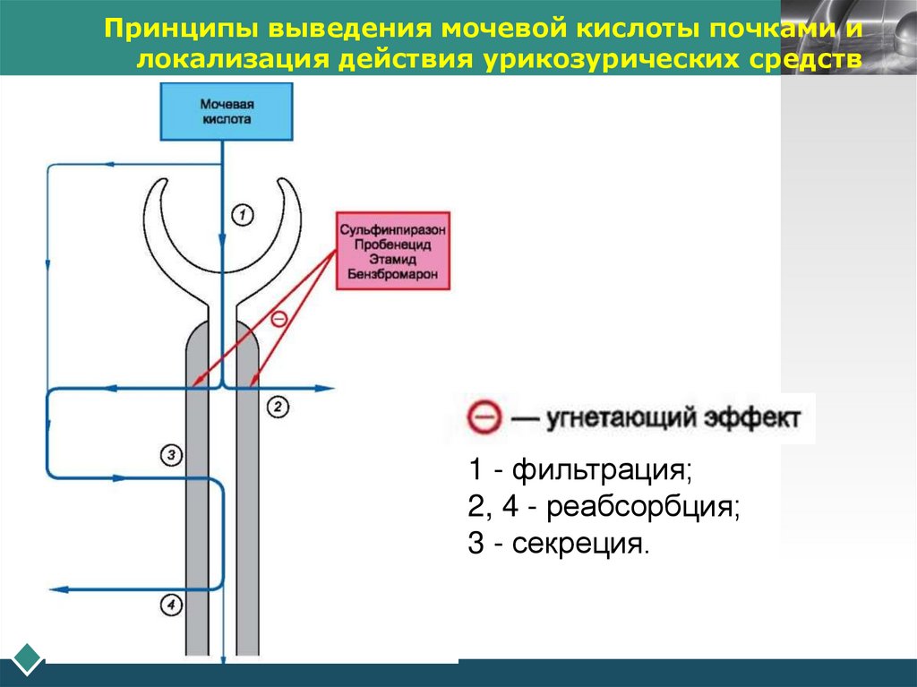 Принципы выведения мочевой кислоты почками и локализация действия урикозурических средств