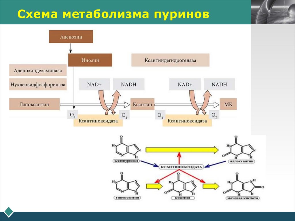 Схема метаболизма пуринов