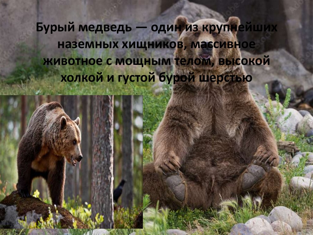 Бурый медведь — один из крупнейших наземных хищников, массивное животное с мощным телом, высокой холкой и густой бурой шерстью