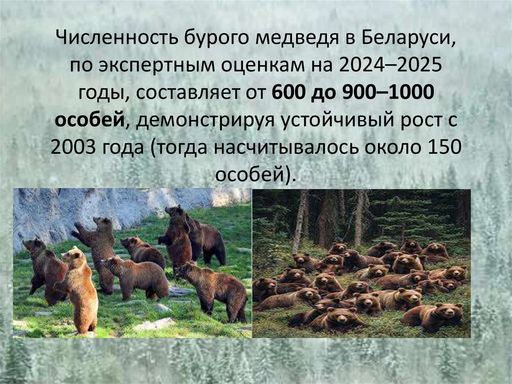 Численность бурого медведя в Беларуси, по экспертным оценкам на 2024–2025 годы, составляет от 600 до 900–1000 особей,