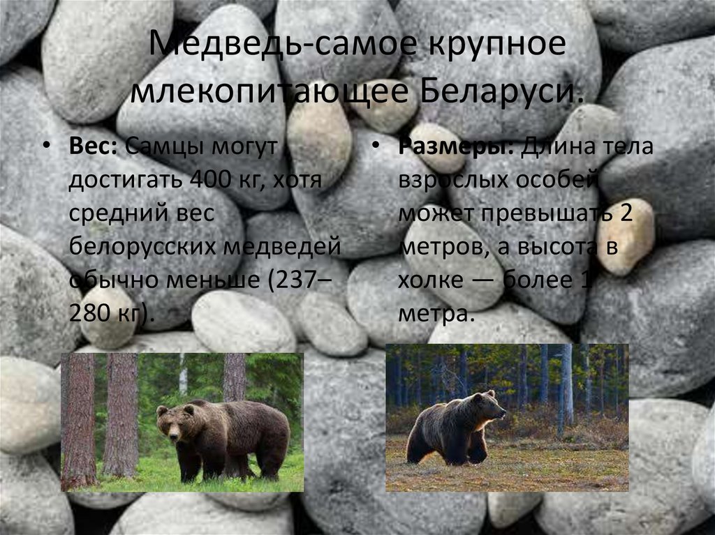 Медведь-самое крупное млекопитающее Беларуси.