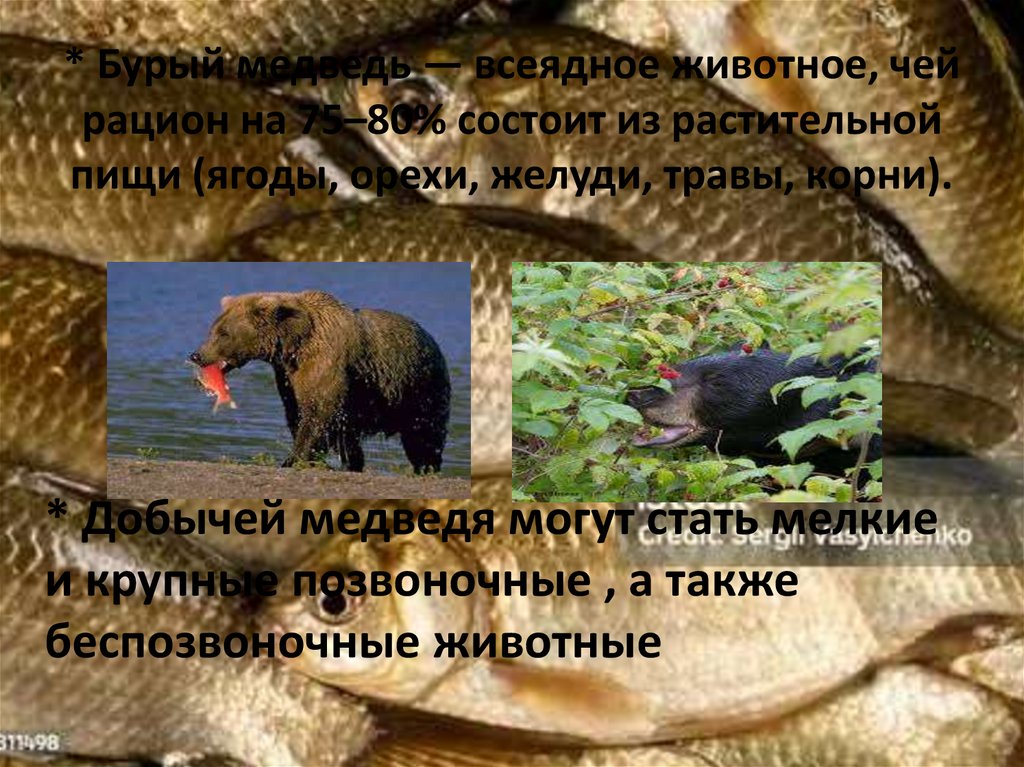 * Бурый медведь — всеядное животное, чей рацион на 75–80% состоит из растительной пищи (ягоды, орехи, желуди, травы, корни).