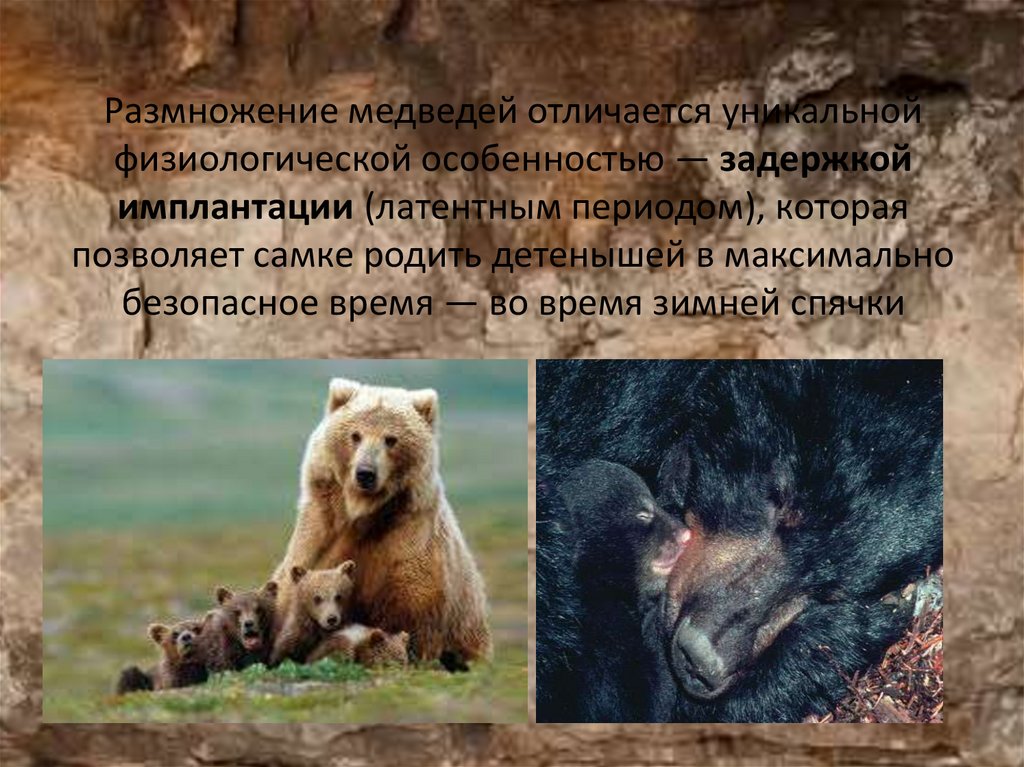 Размножение медведей отличается уникальной физиологической особенностью — задержкой имплантации (латентным периодом), которая