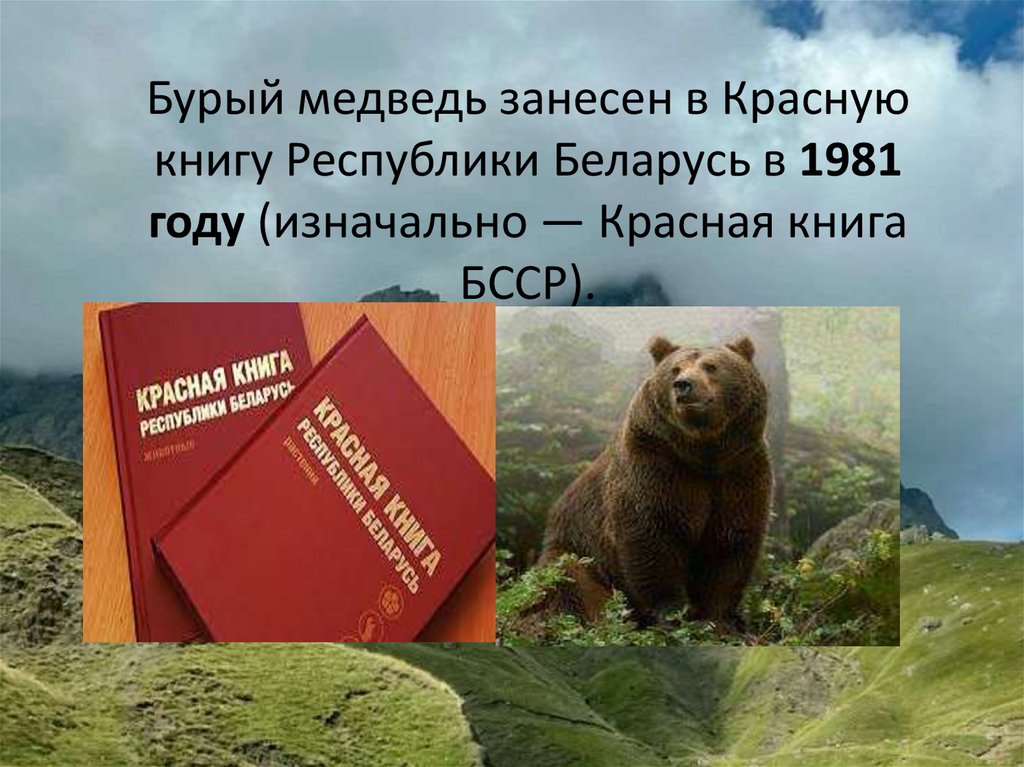 Бурый медведь занесен в Красную книгу Республики Беларусь в 1981 году (изначально — Красная книга БССР).