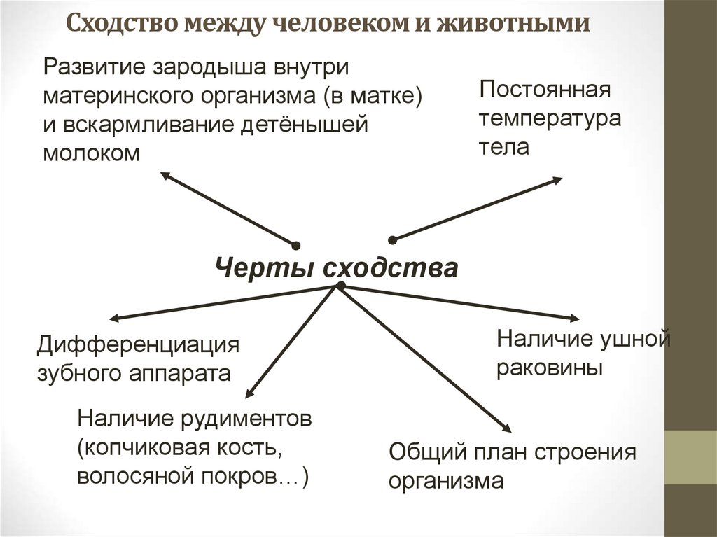 Сходство между человеком и животными