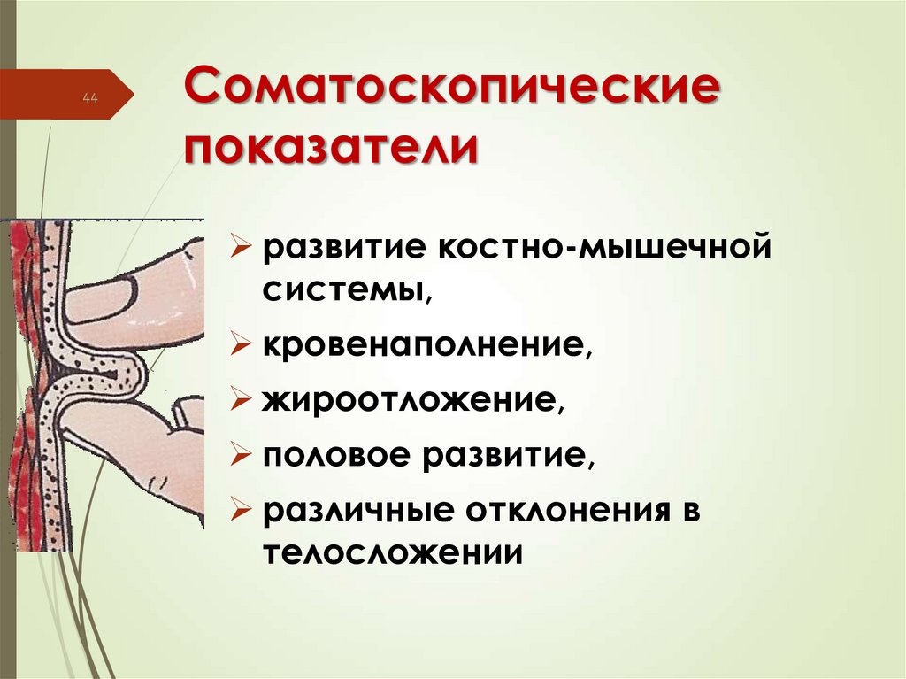 Соматоскопические показатели