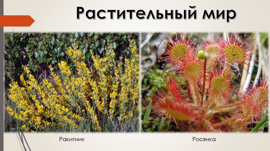 Растительный мир