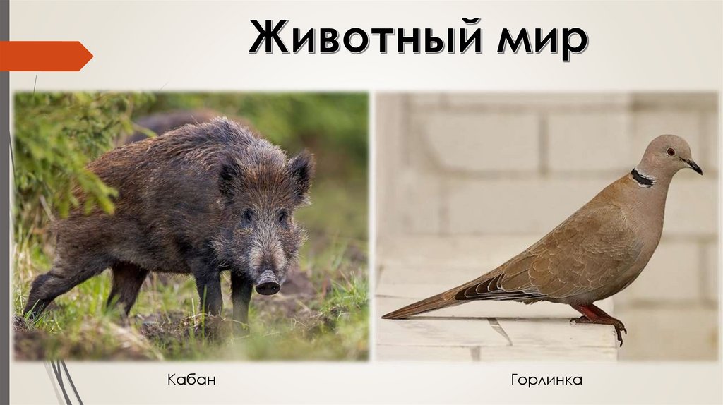 Животный мир