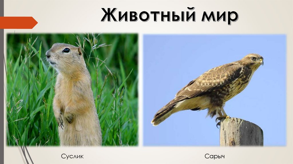 Животный мир